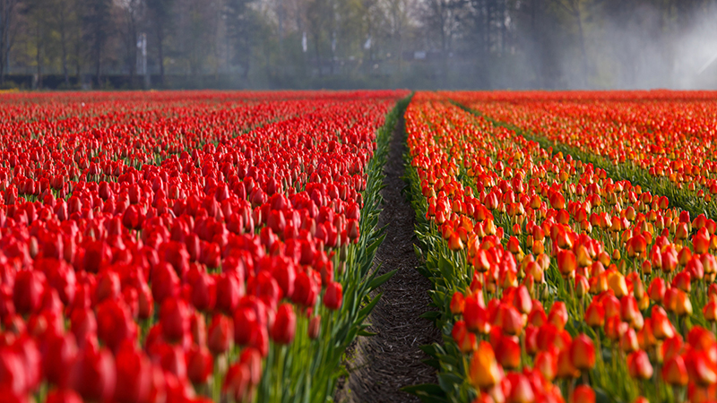 Holland med blomsterparaden